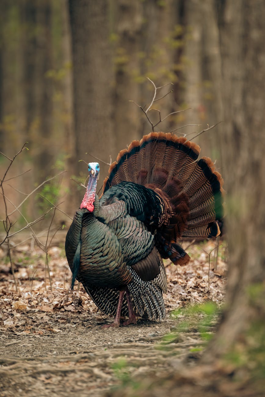 Turkey Notes Dominators Extension Notes: Turkey Talk