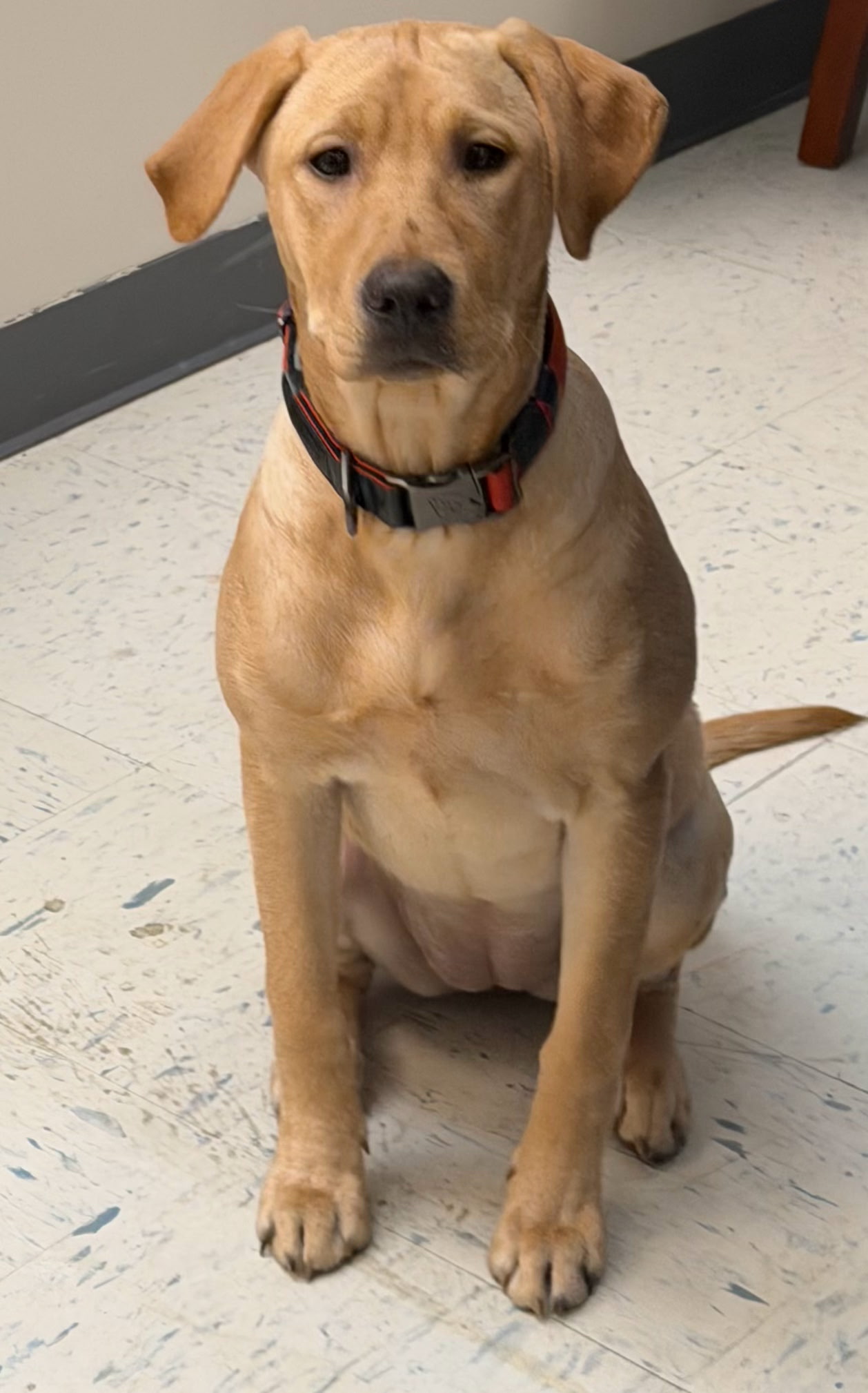 Student’s best friend