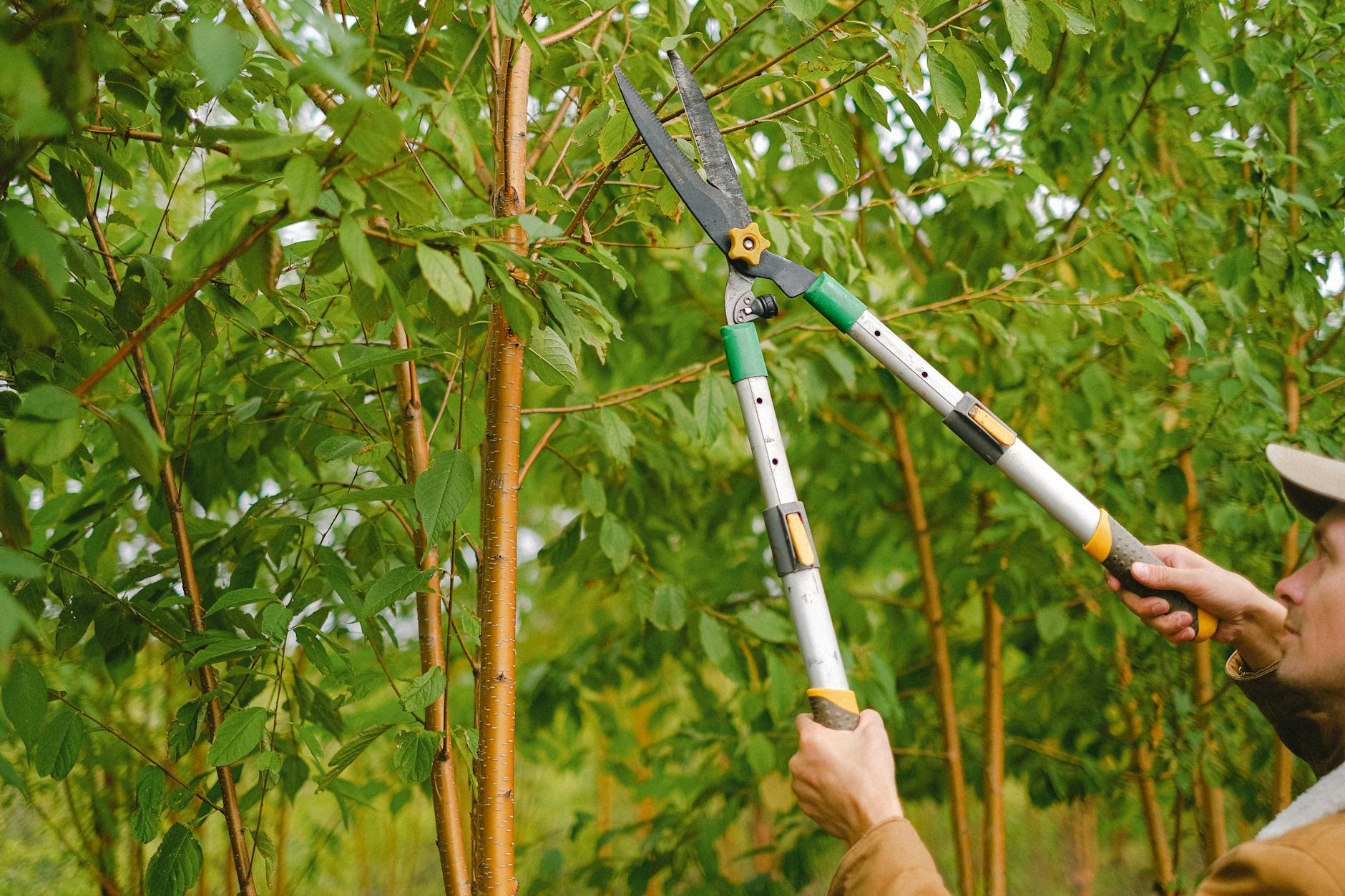 Extension Notes: The Dos and Don’ts of Pruning Your Trees