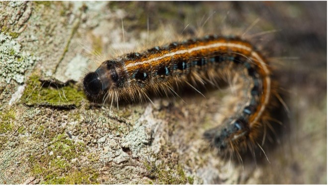 Extension Notes: Warm Early Spring Means Early Eastern Tent Caterpillar Egg Hatch