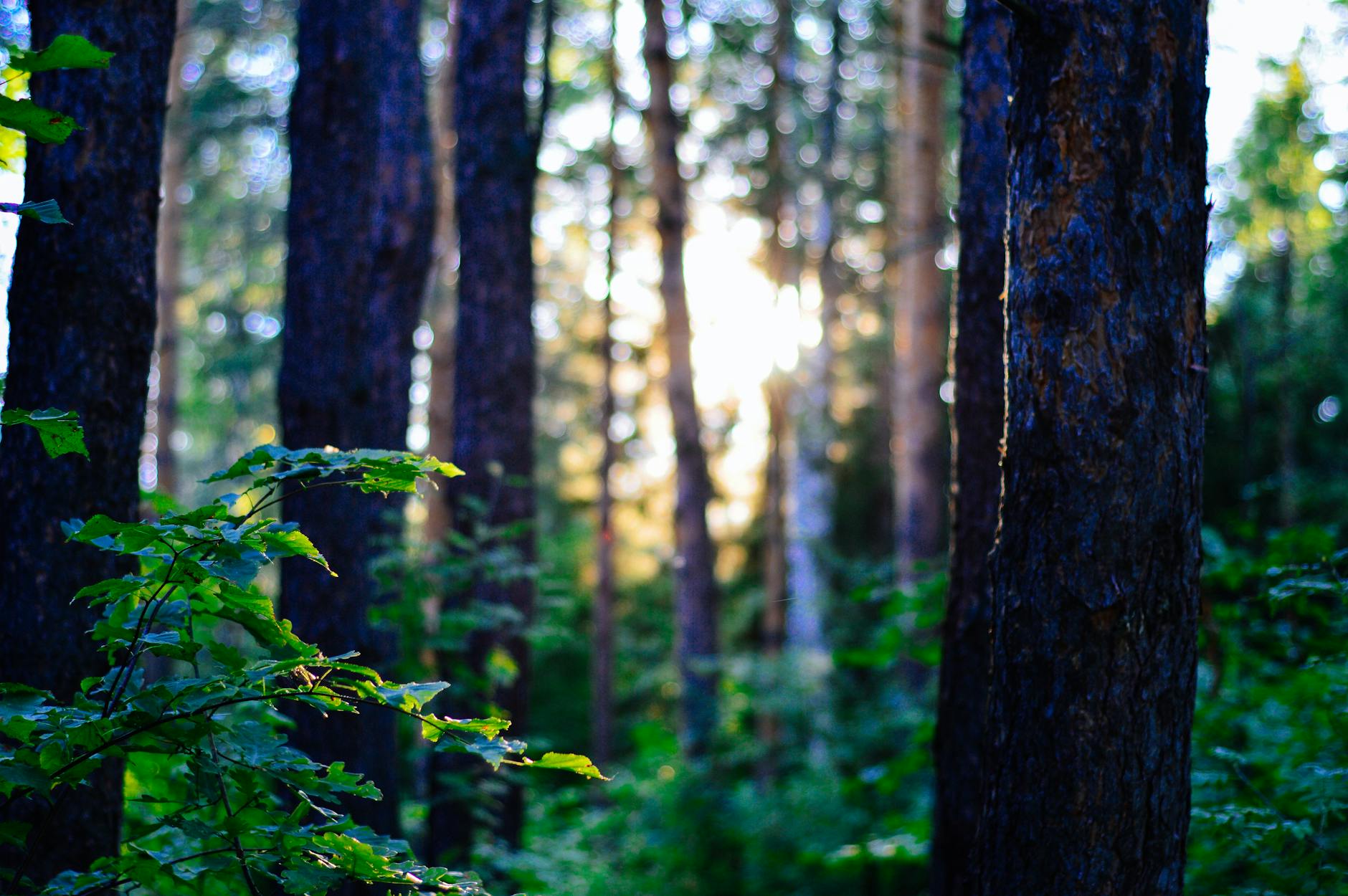 Extension Notes: Kentucky Woodland Owners Short Course Returns with Webinars, Field Sessions for Landowners