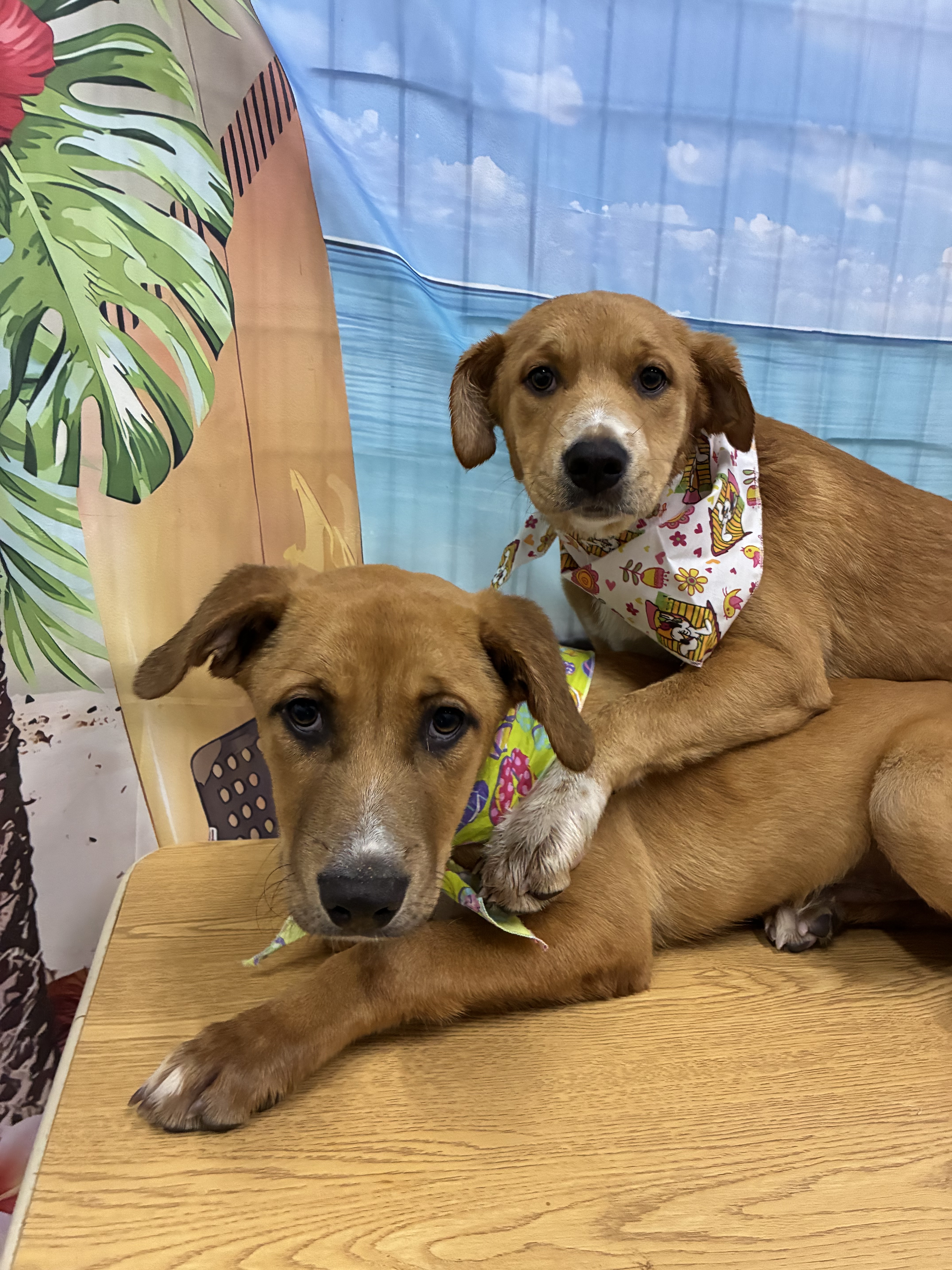 Pets of the Week: Sunny and Rain