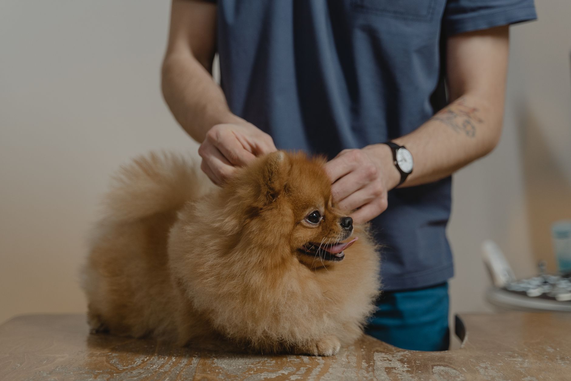 Extension Notes: Protect Livestock and Pets from Ticks this Season