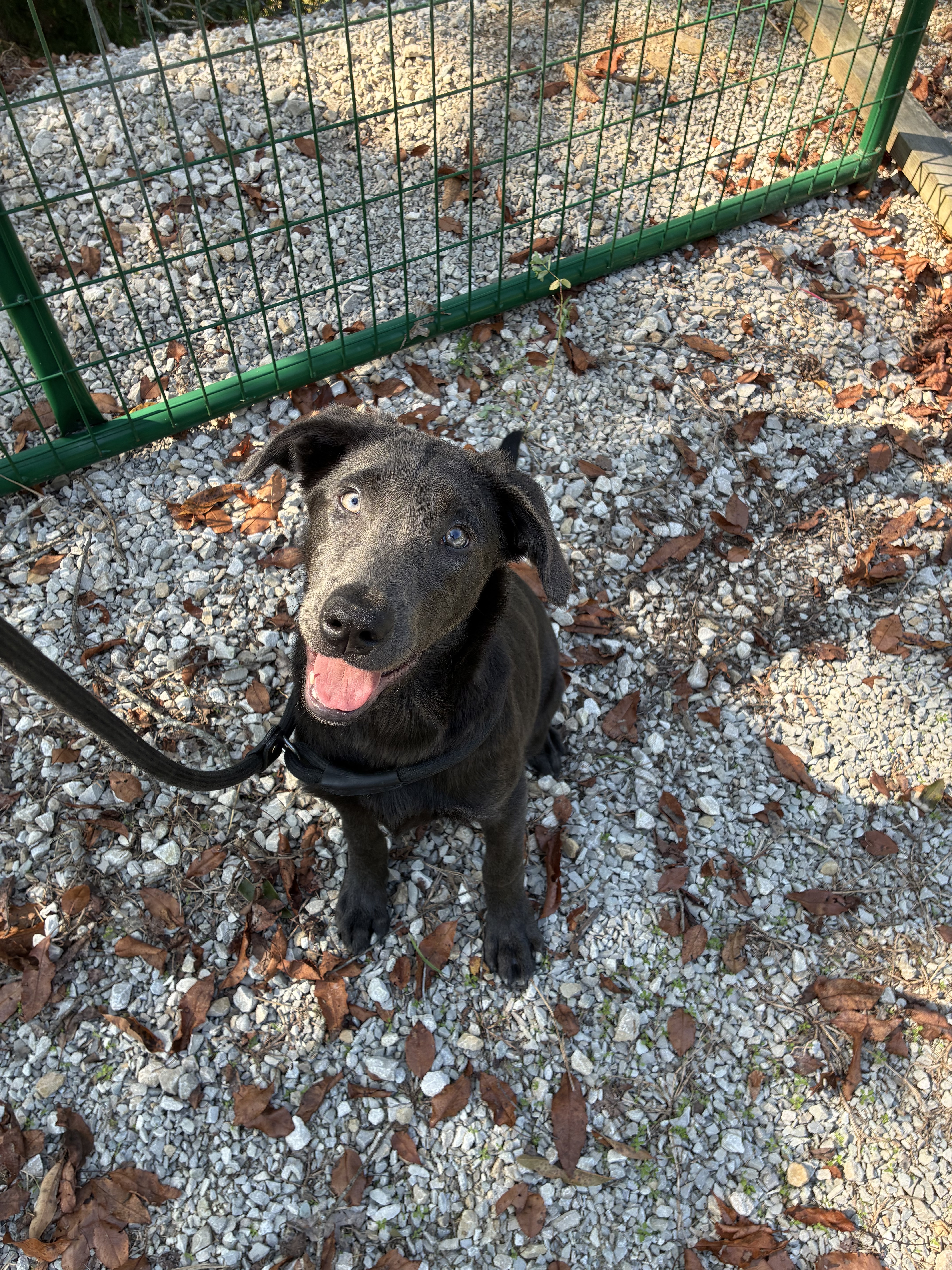 Pet of the Week: Meet Ivy