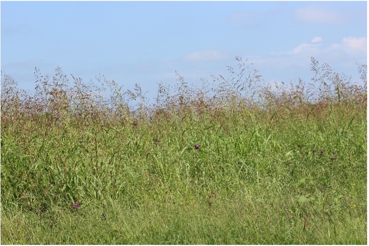 Extension Notes: Fall is the Time to Check Forages for Prussic Acid Risk